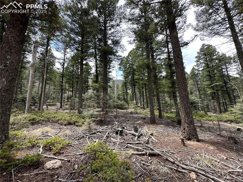 357 Big Horn Road Manitou Springs, CO 80829 - Photo 4 of 20 a view of a forest filled with trees