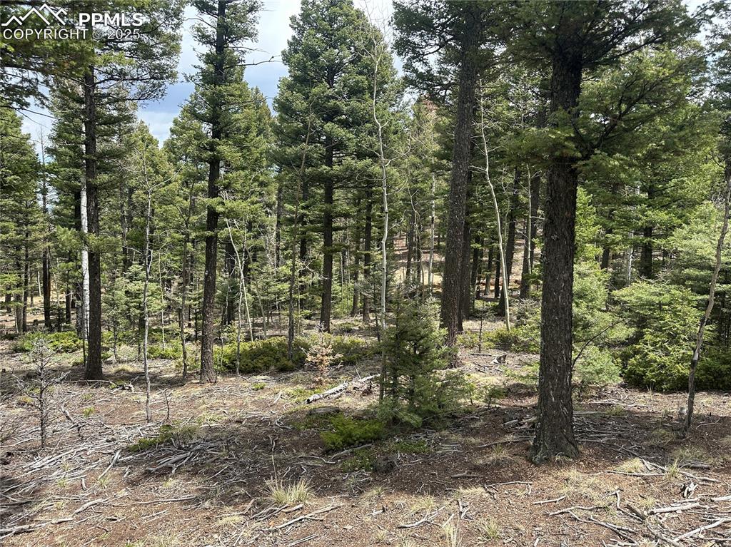 357 Big Horn Road Manitou Springs, CO 80829 - Photo 6 of 20 a view of a forest