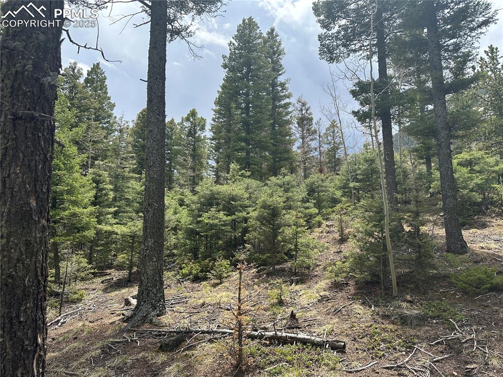 357 Big Horn Road Manitou Springs, CO 80829 - Photo 9 of 20 a view of a forest filled with trees