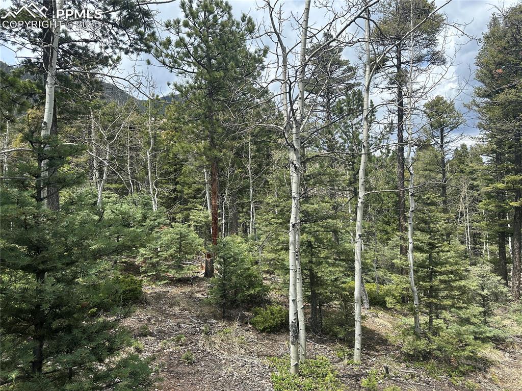 357 Big Horn Road Manitou Springs, CO 80829 - Photo 10 of 20 a view of outdoor space and garden