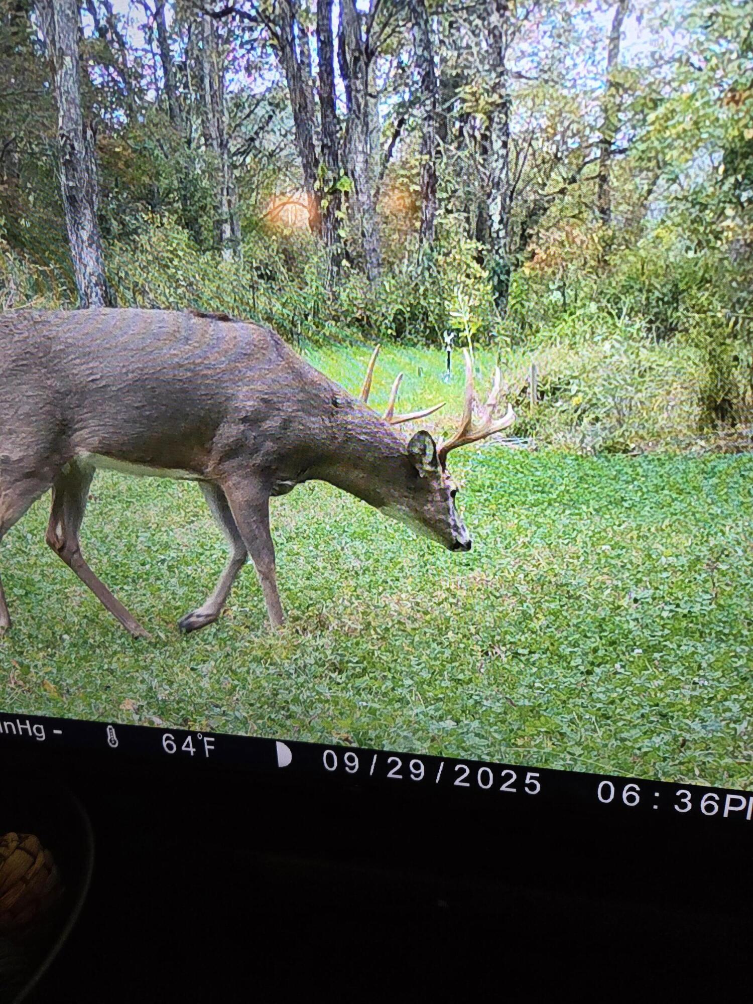 220 Annie Lane Southwest Floyd, VA 24091 - Photo 99 of 111 Deer