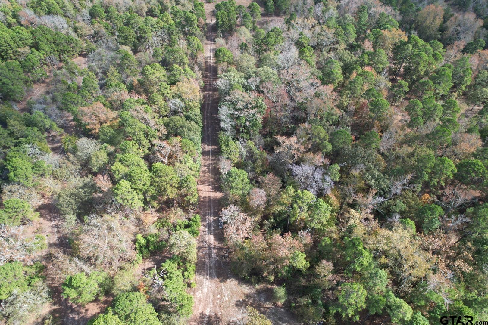 Tbd Stag Road Winnsboro, TX 75494 - Photo 13 of 44 a view of a forest with a tree