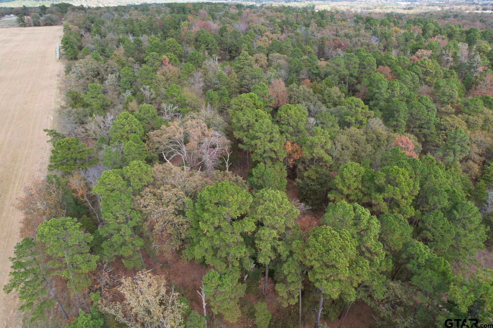 Tbd Stag Road Winnsboro, TX 75494 - Photo 17 of 44 a view of a forest with a street