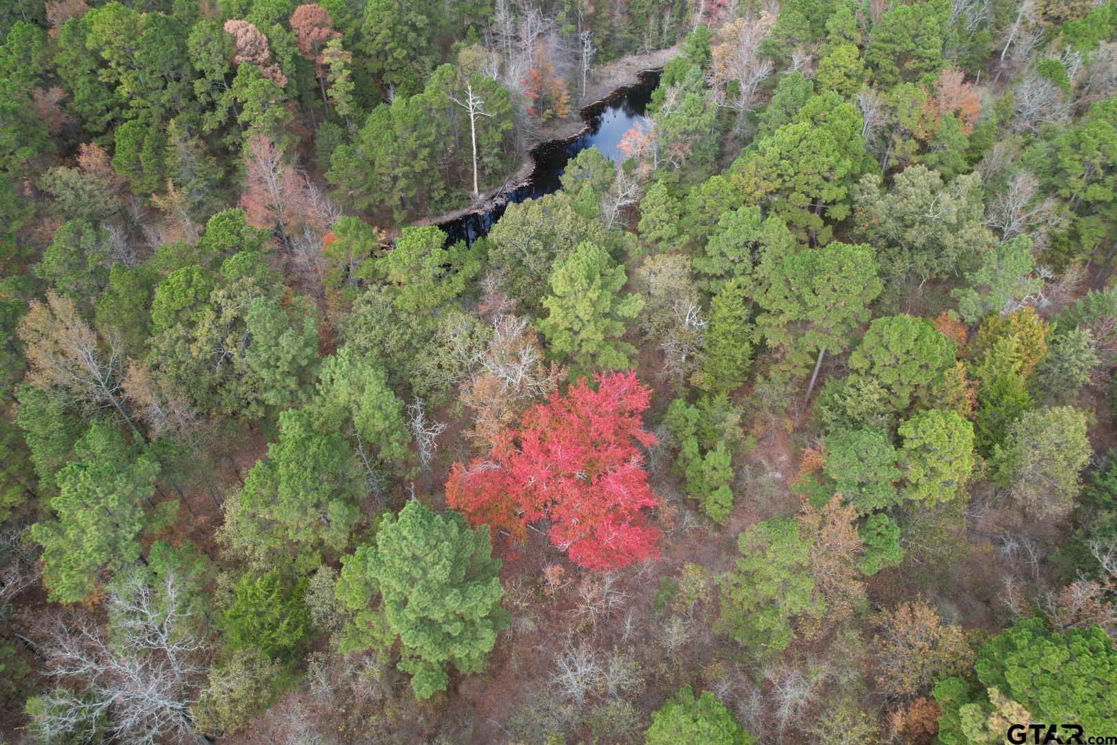 Tbd Stag Road Winnsboro, TX 75494 - Photo 21 of 44 a picture of trees