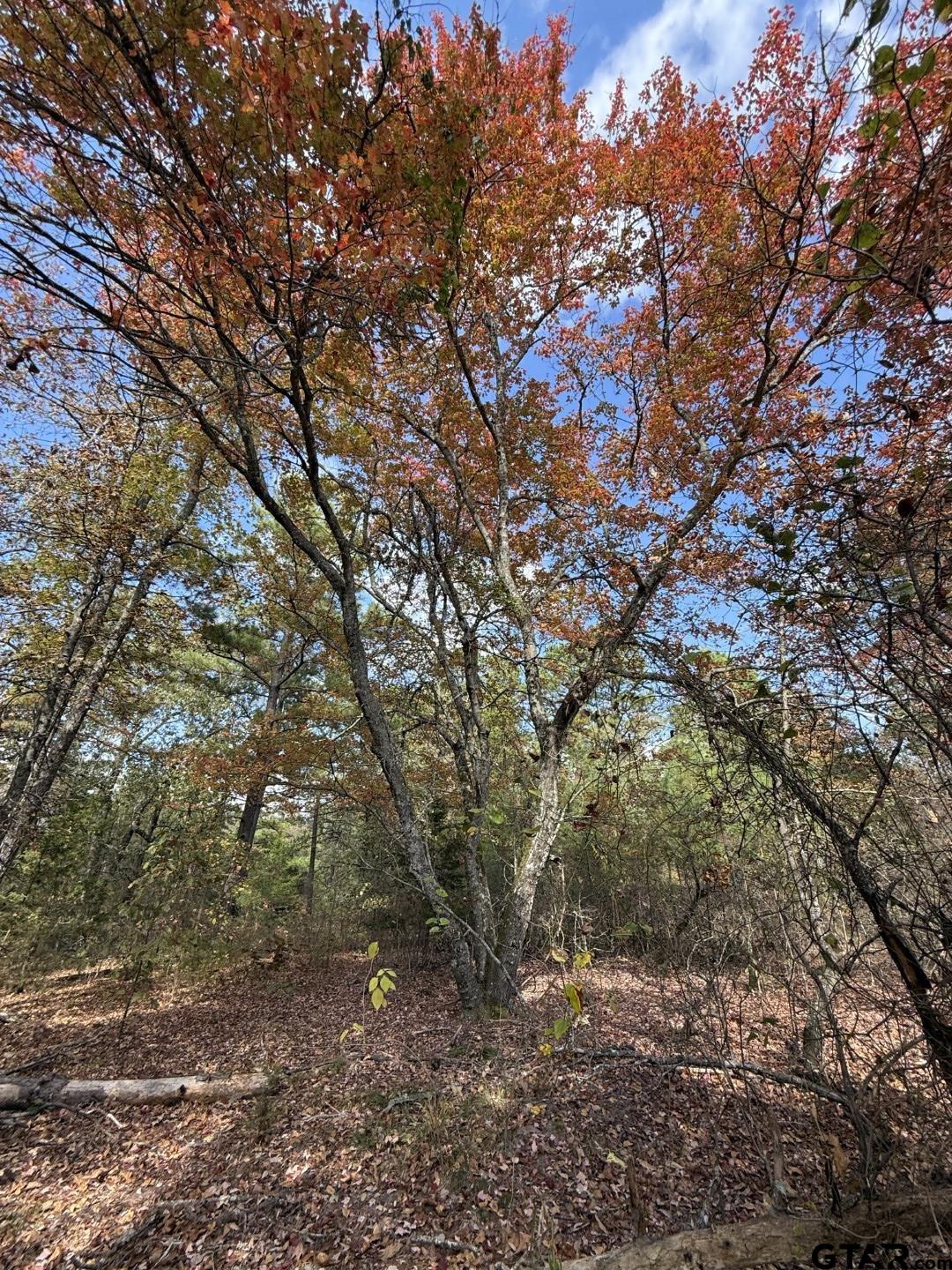 Tbd Stag Road Winnsboro, TX 75494 - Photo 27 of 44 a backyard of a house with lots of trees