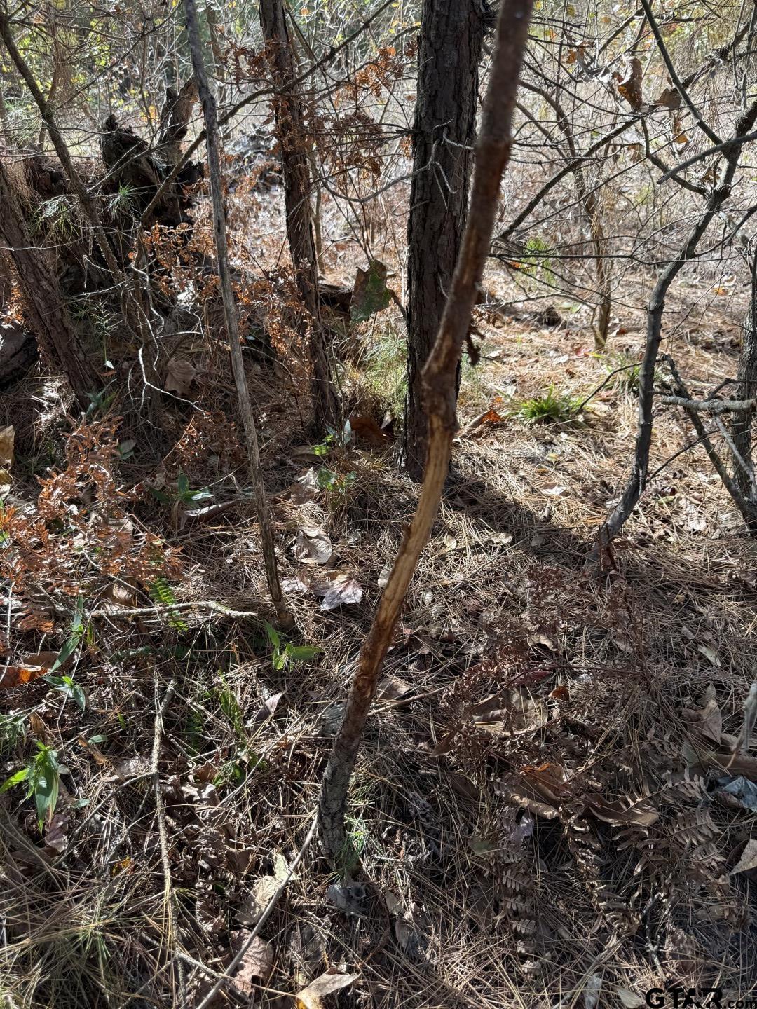 Tbd Stag Road Winnsboro, TX 75494 - Photo 28 of 44 a view of a tree in a yard