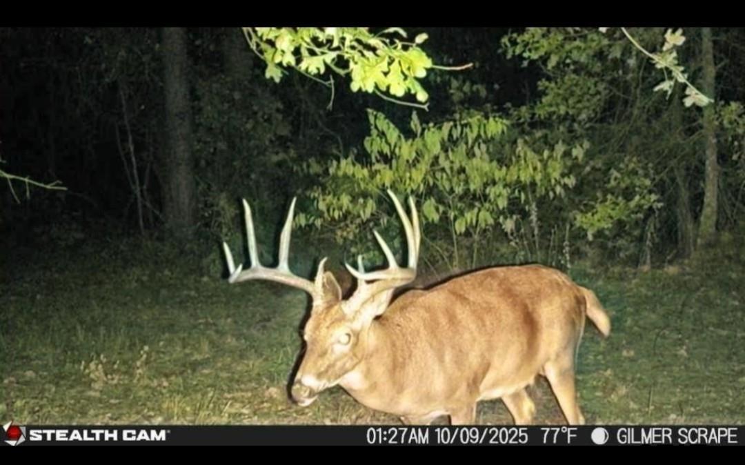 Tbd Stag Road Winnsboro, TX 75494 - Photo 4 of 44