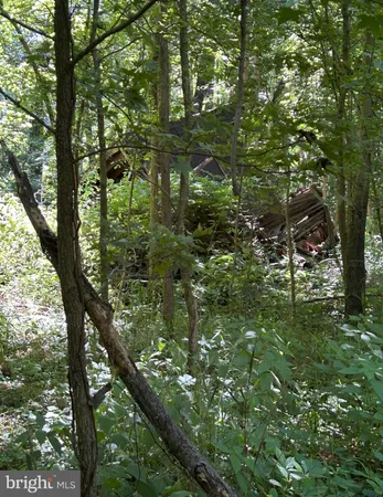 a view of a tree
