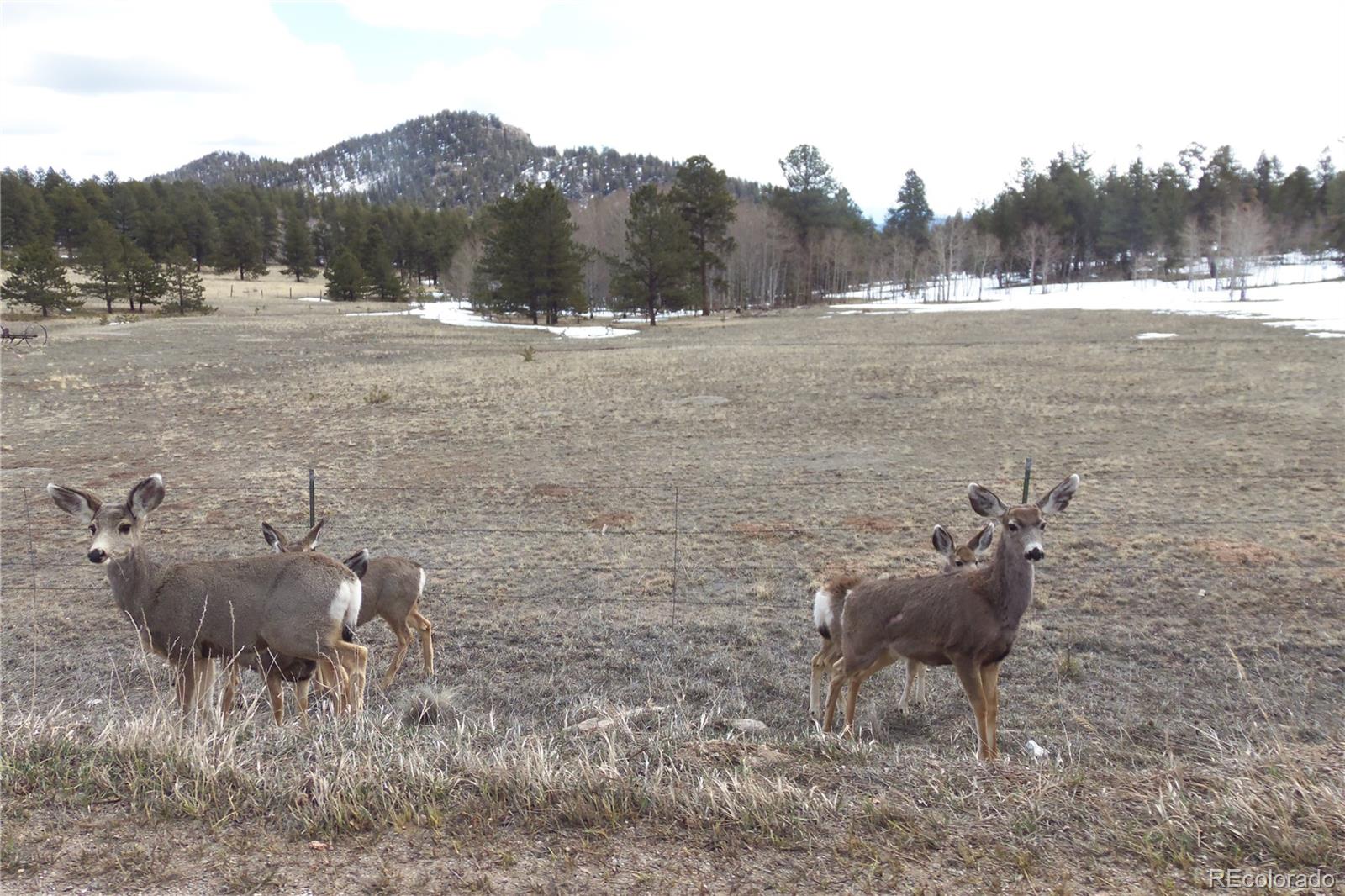 3773 High Chaparral Road Lake George, CO 80827 - Photo 10 of 10 Gallery Image 10