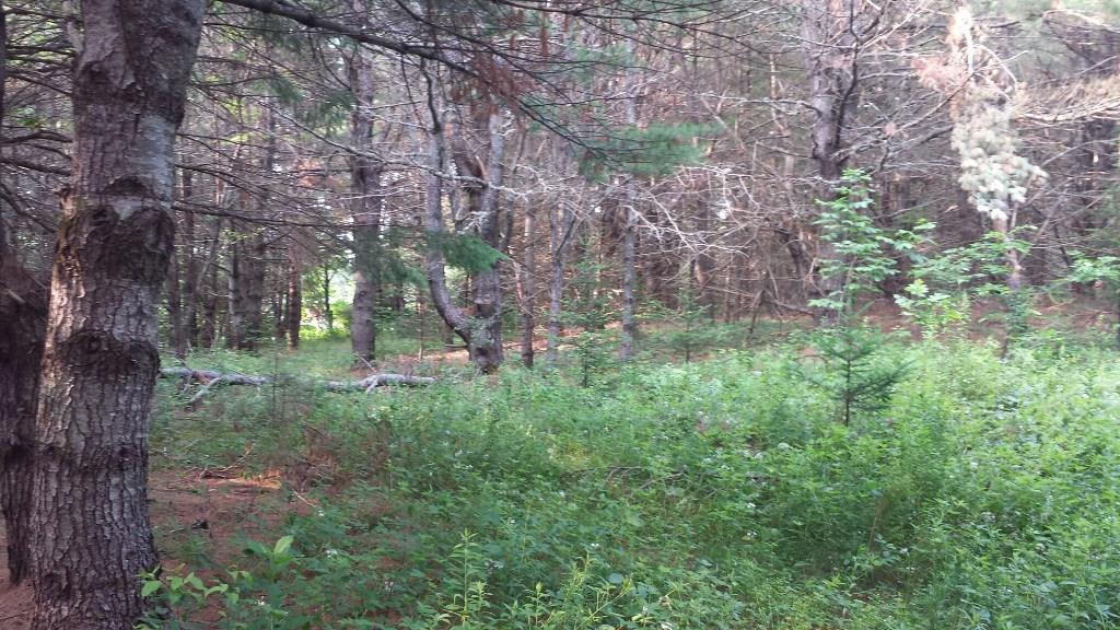 0 Swett Road, Unit LOT 4 Hampden, ME 04444 - Photo 10 of 13 Photo
