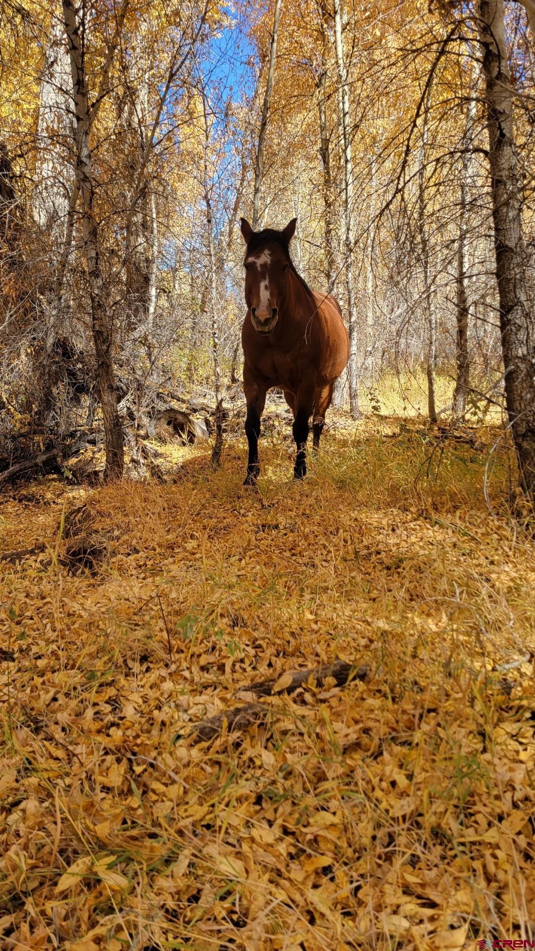 12753 13.5 Road Antonito, CO 81120 - Photo 22 of 39 a backyard of a house with table and chairs