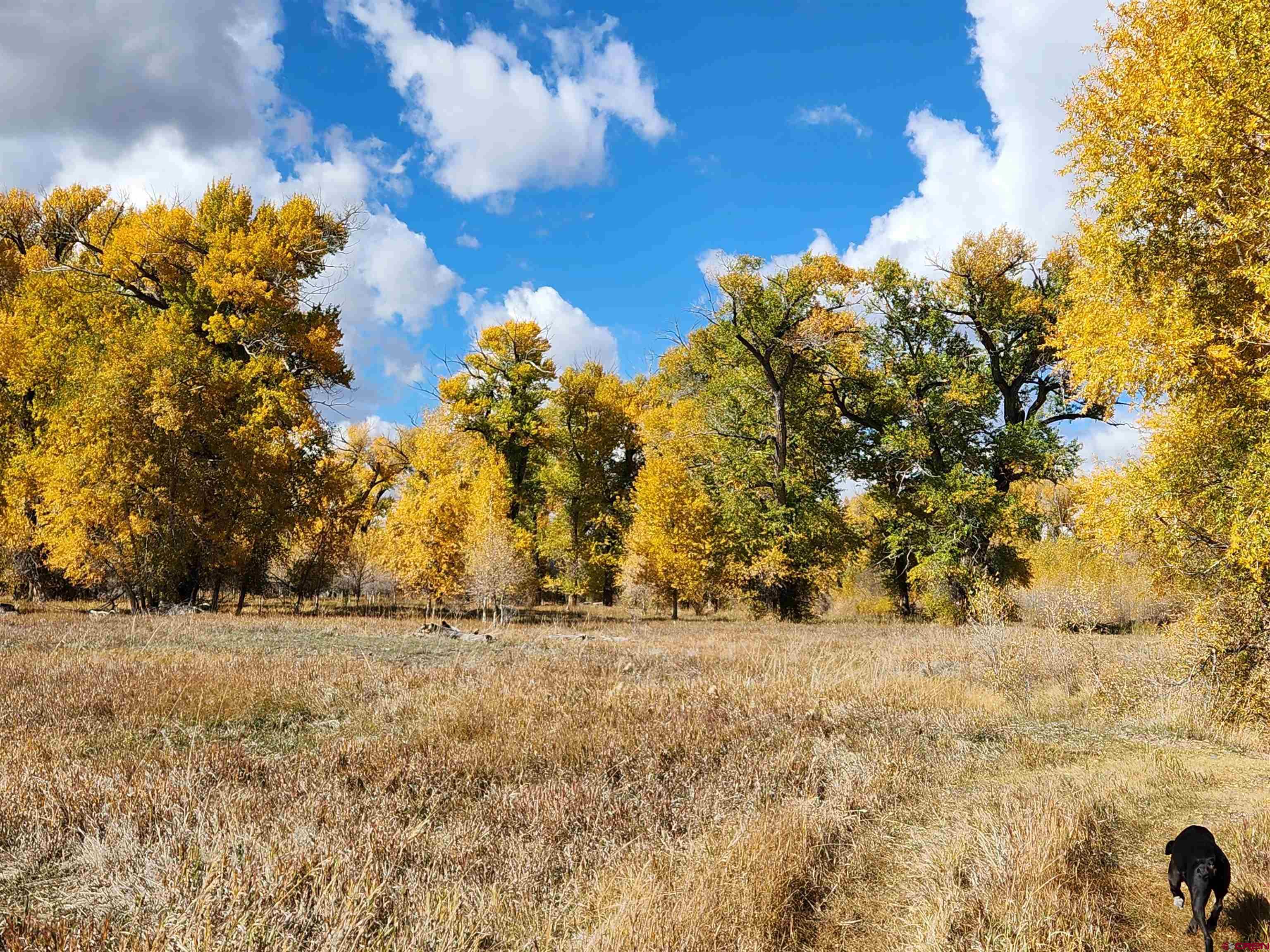 12753 13.5 Road Antonito, CO 81120 - Photo 28 of 39 a view of yard