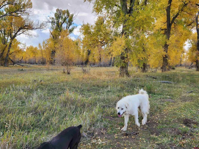 a view of a dry yard with lots of trees