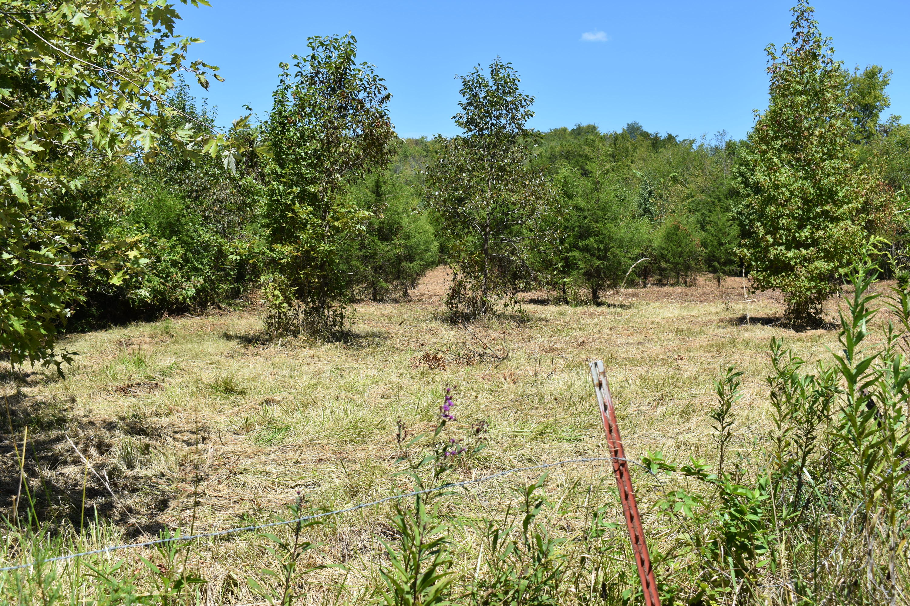 1314 Bruner Grove Bybee, TN 37713 - Photo 14 of 17 DSC_0038