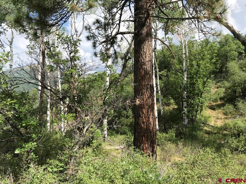 660 Winding River Road Durango, CO 81301 - Photo 16 of 29 a view of forest
