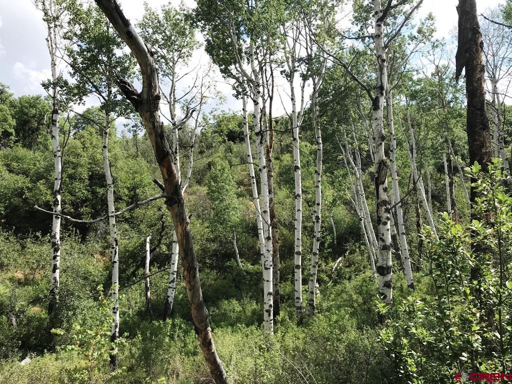 660 Winding River Road Durango, CO 81301 - Photo 17 of 29 a view of a forest with a tree