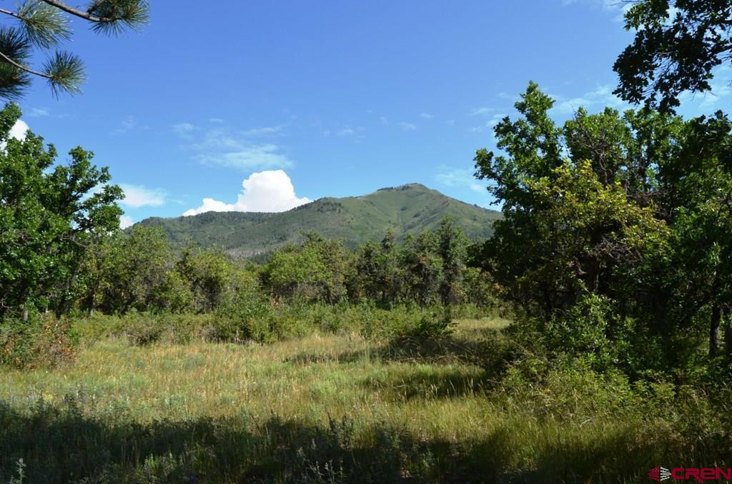 660 Winding River Road Durango, CO 81301 - Photo 19 of 29 a view of a lush green forest with lots of trees