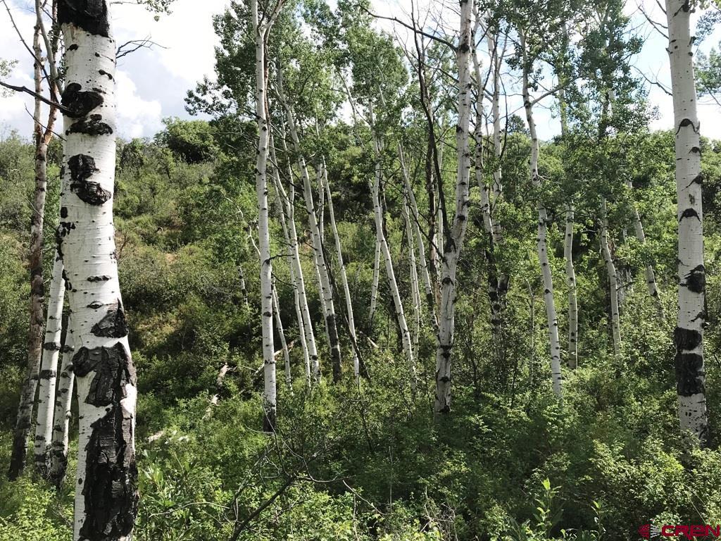 660 Winding River Road Durango, CO 81301 - Photo 2 of 29 a view of a yard with plants and large trees