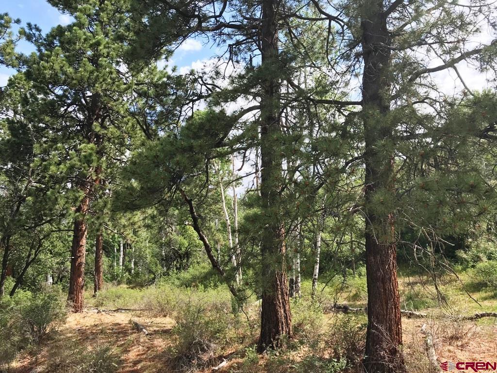 660 Winding River Road Durango, CO 81301 - Photo 8 of 29 a view of a yard with large trees