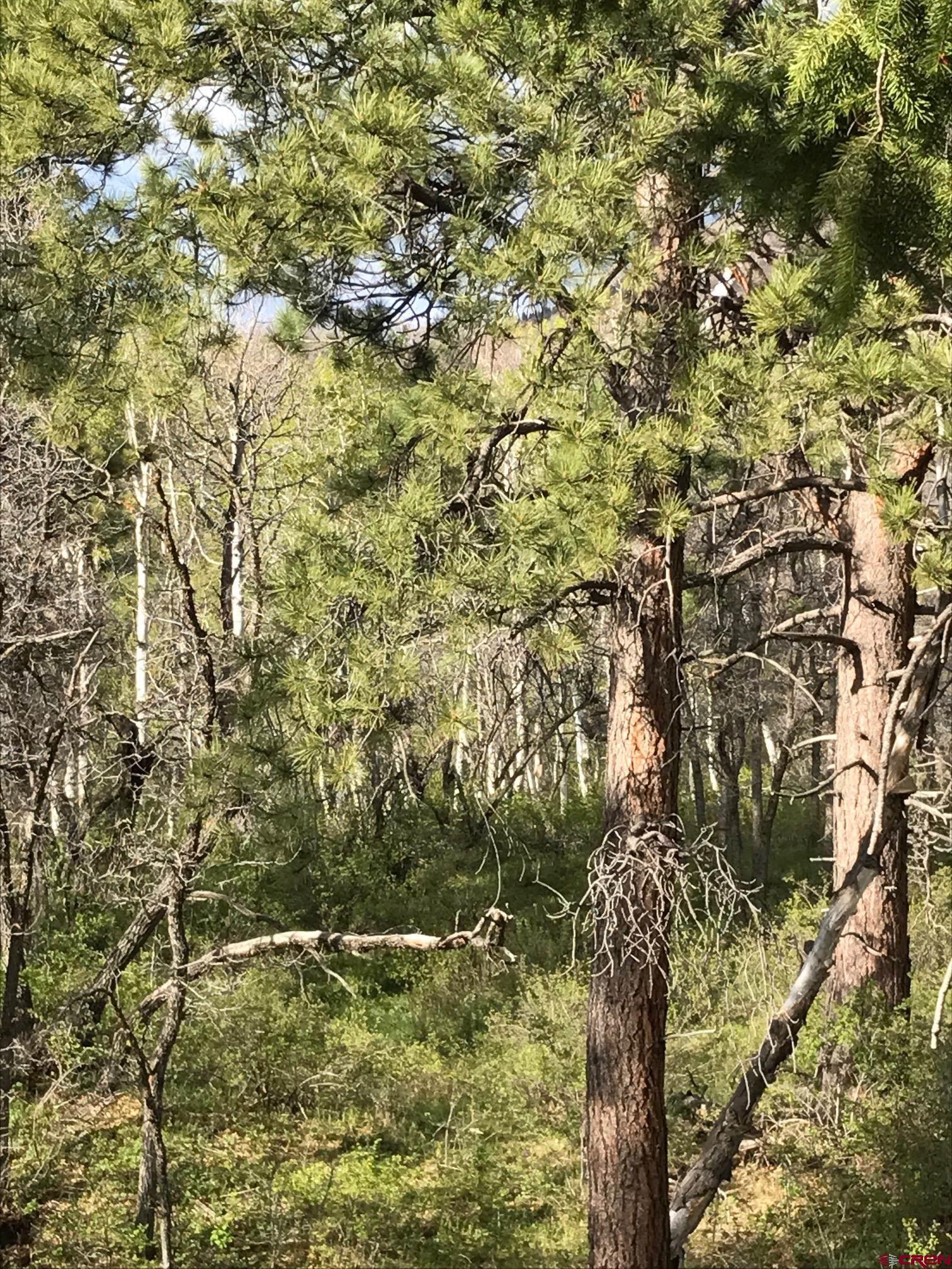 660 Winding River Road Durango, CO 81301 - Photo 10 of 29 a view of tree