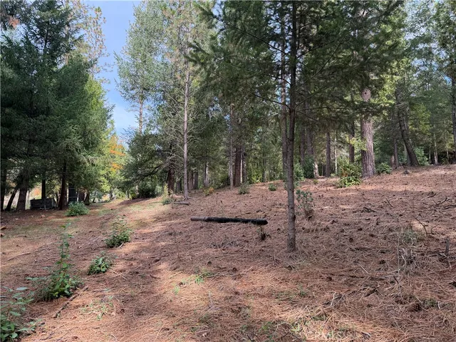 a view of a yard with plants and trees