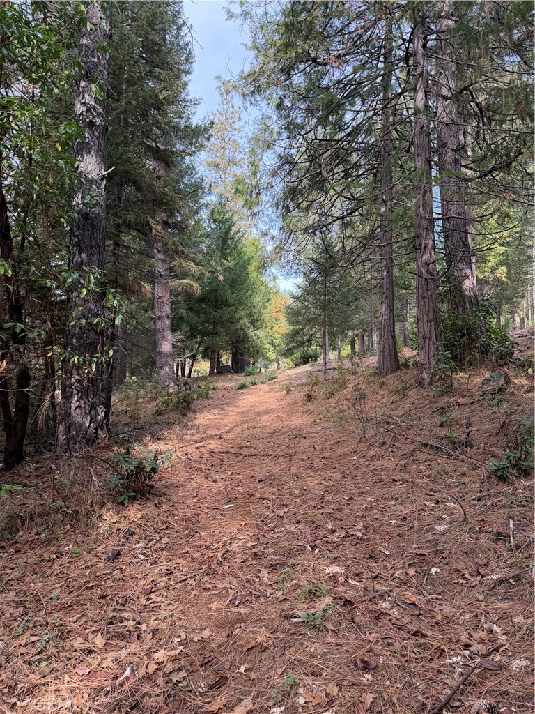 8890 La Porte Road Brownsville, CA 95919 - Photo 6 of 8 a view of backyard with green space