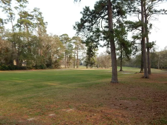 a view of a trees in a park
