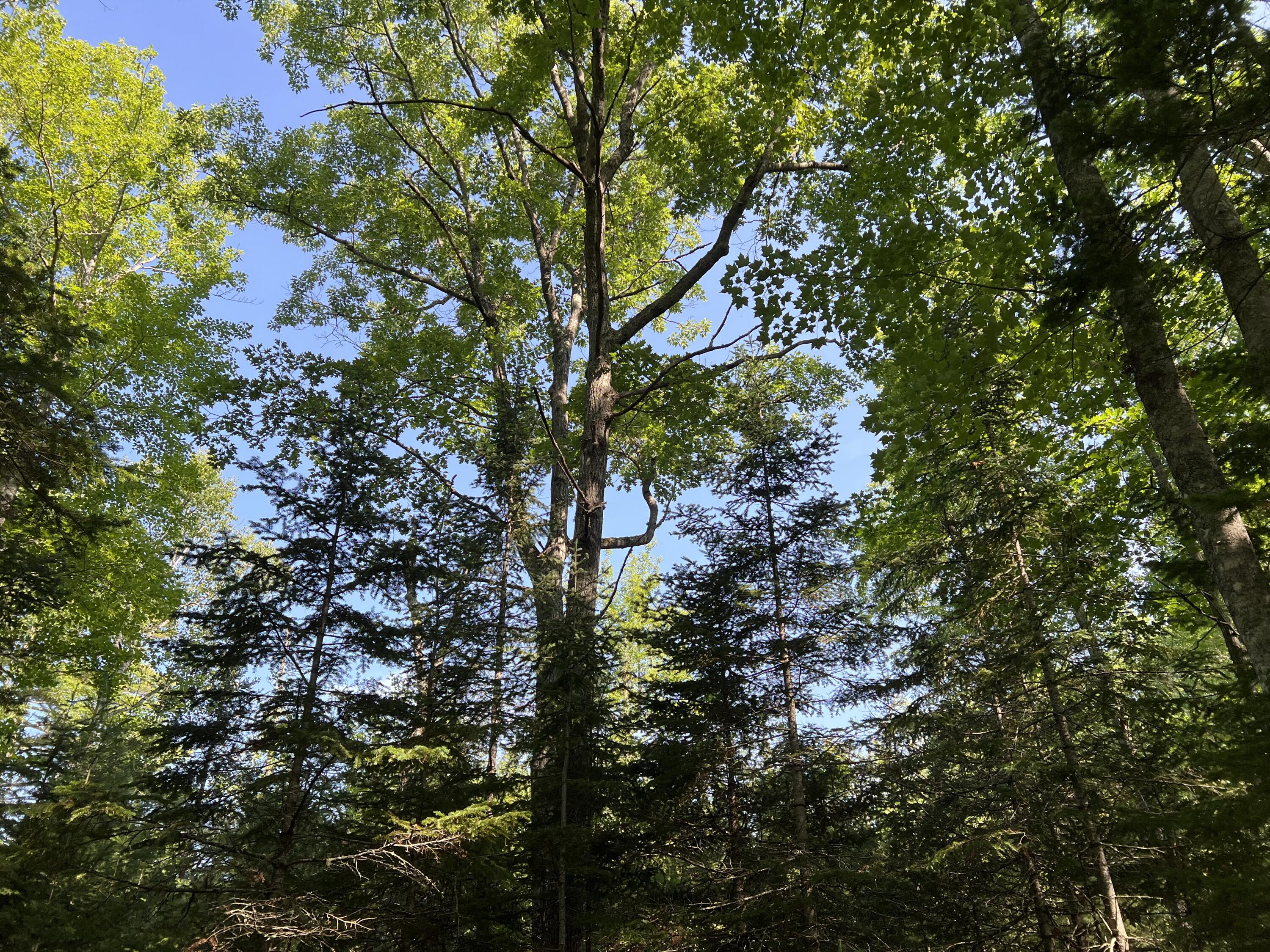 -lowerfal Lower Falls Road Orland, ME 04472 - Photo 11 of 11 IMG_8688 1