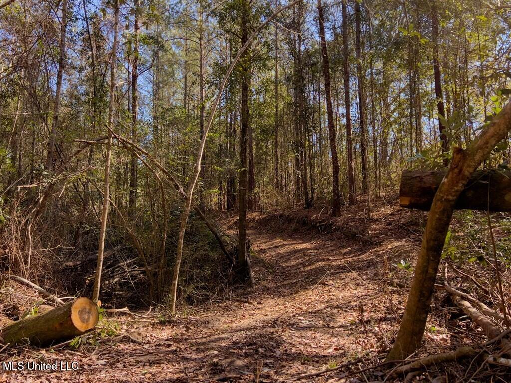 24 Nelson Road Poplarville, MS 39470 - Photo 14 of 43 14