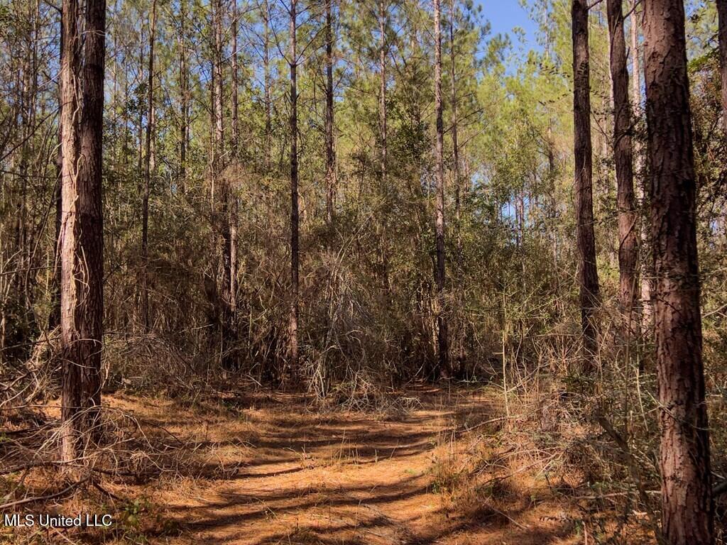 24 Nelson Road Poplarville, MS 39470 - Photo 17 of 43 17