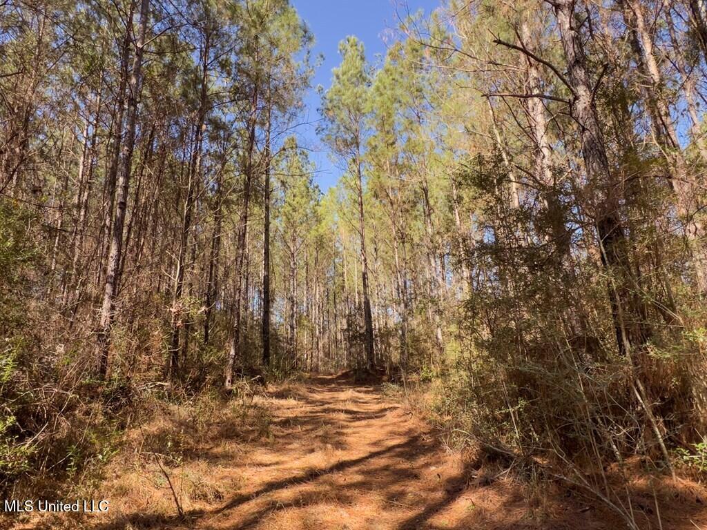 24 Nelson Road Poplarville, MS 39470 - Photo 24 of 43 24