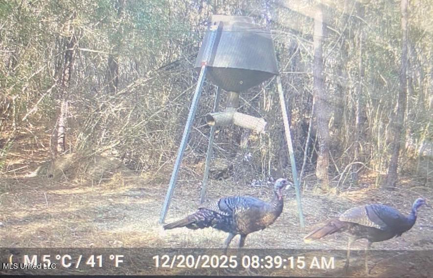 24 Nelson Road Poplarville, MS 39470 - Photo 33 of 43 33