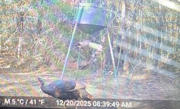 24 Nelson Road Poplarville, MS 39470 - Photo 34 of 43 34