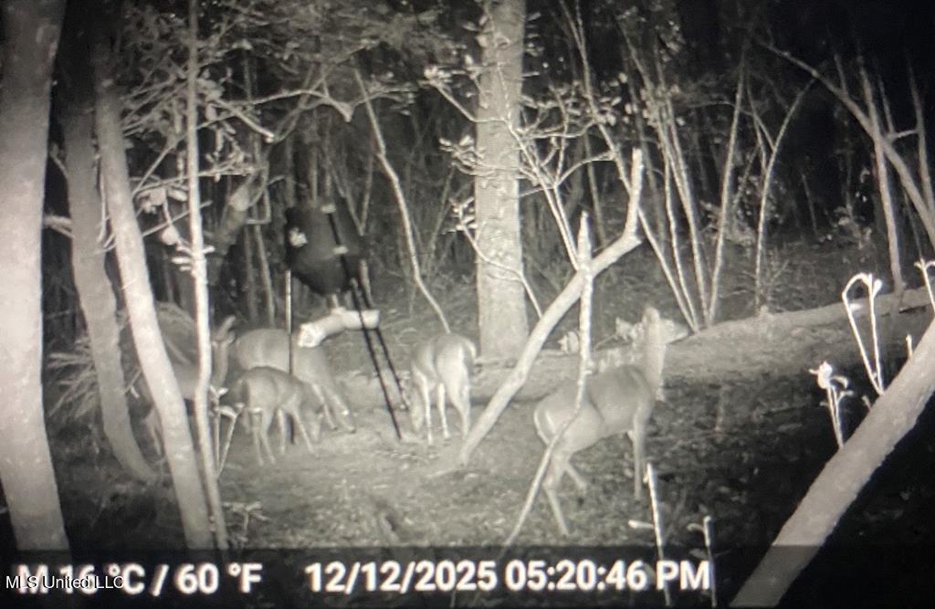 24 Nelson Road Poplarville, MS 39470 - Photo 36 of 43 36