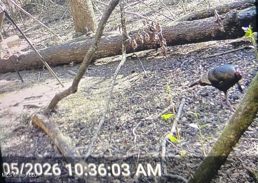 24 Nelson Road Poplarville, MS 39470 - Photo 39 of 43 39