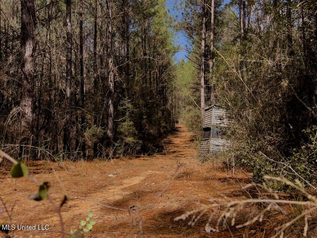 24 Nelson Road Poplarville, MS 39470 - Photo 5 of 43 5