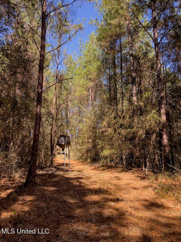 24 Nelson Road Poplarville, MS 39470 - Photo 6 of 43 6