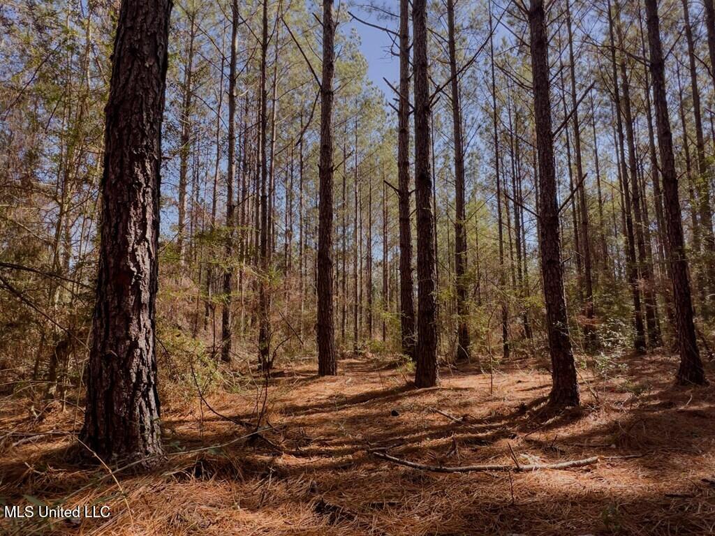 24 Nelson Road Poplarville, MS 39470 - Photo 8 of 43 8