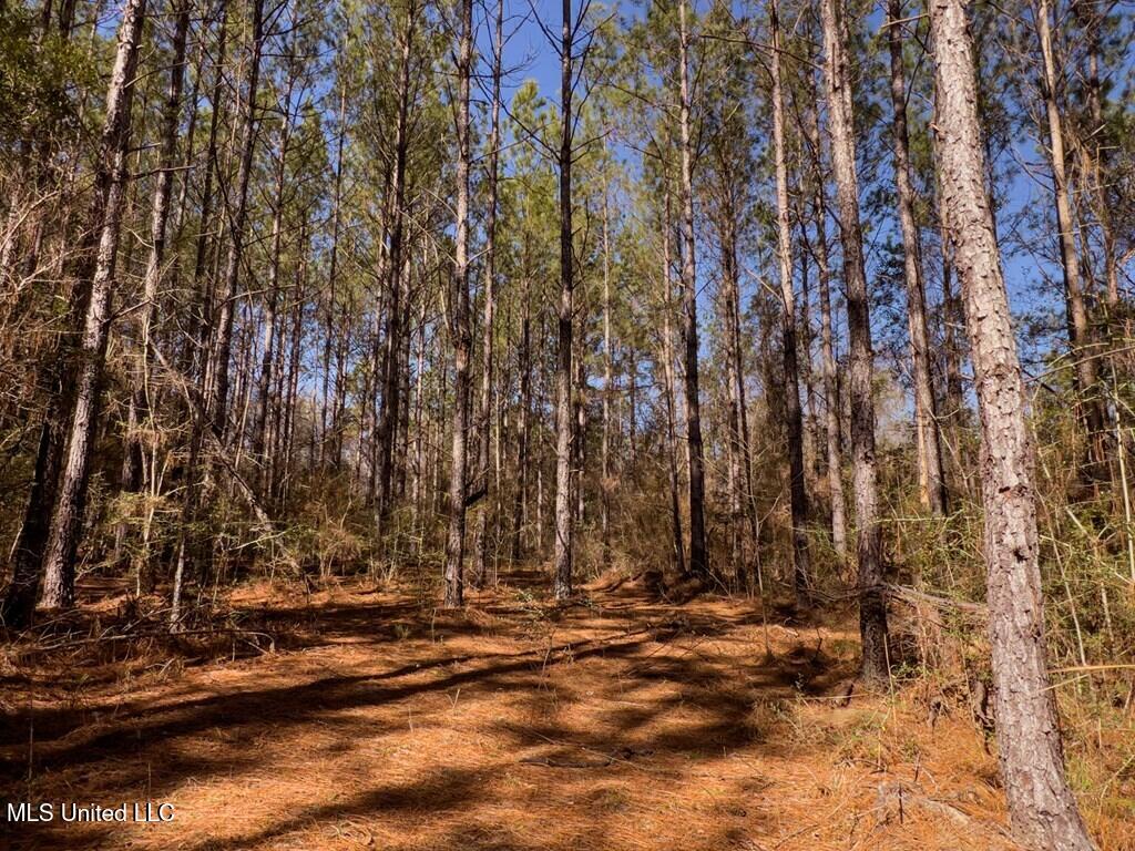 24 Nelson Road Poplarville, MS 39470 - Photo 10 of 43 10