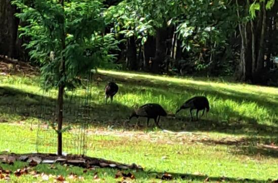 0 Roaring Creek Road, Unit LOT 297 Dunlap, TN 37327 - Photo 27 of 36 Screenshot 2026-04-08 102421