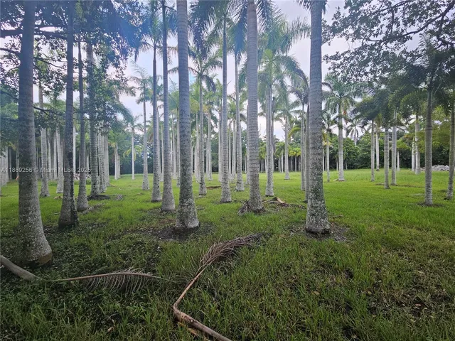 a view of a park with large trees