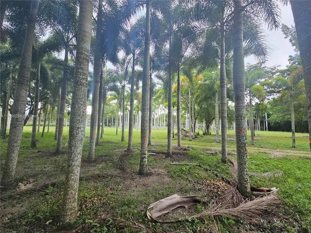 a view of a park that has large trees
