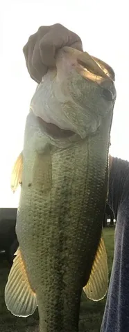 $1,100,000 | 1004 County Road 4574, Sulphur Springs, TX 75482