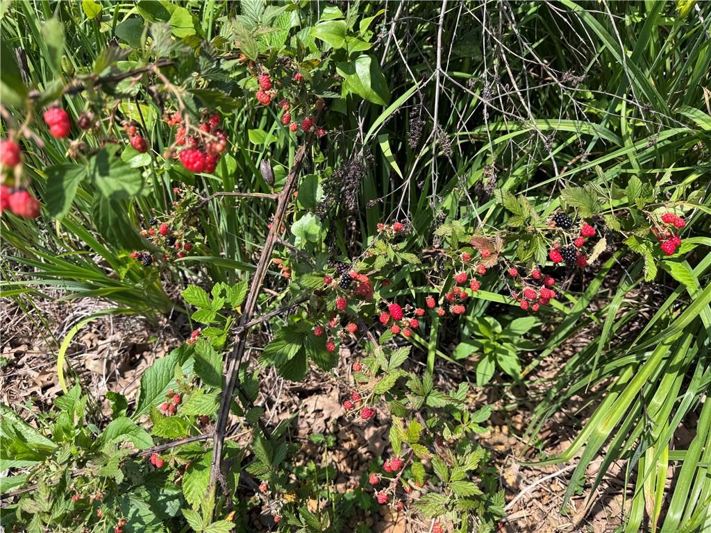 315 Woody Road Northwest Adairsville, GA 30103 - Photo 35 of 50