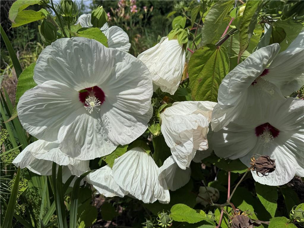 315 Woody Road Northwest Adairsville, GA 30103 - Photo 36 of 50