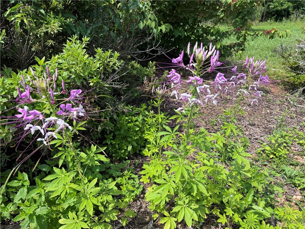 315 Woody Road Northwest Adairsville, GA 30103 - Photo 37 of 50