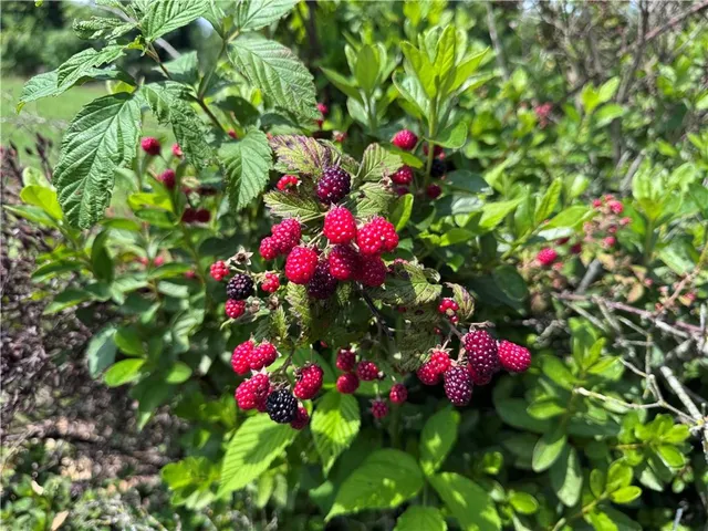 $630,000 | 315 Woody Road Northwest, Adairsville, GA 30103