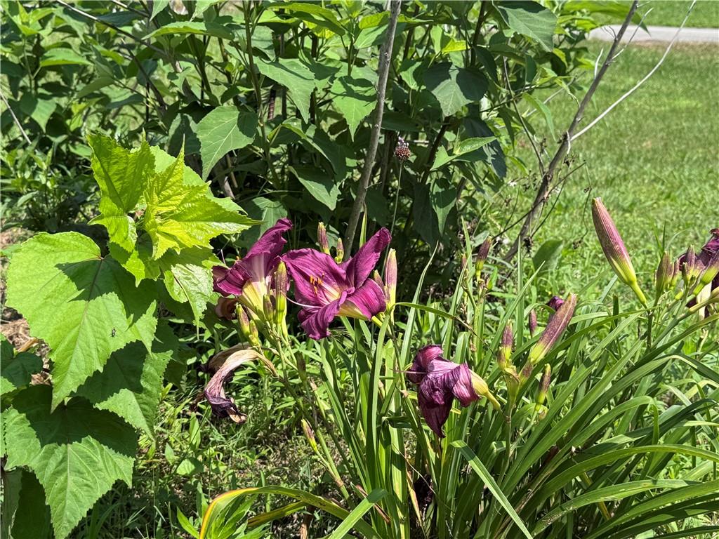315 Woody Road Northwest Adairsville, GA 30103 - Photo 43 of 50 a view of a flower