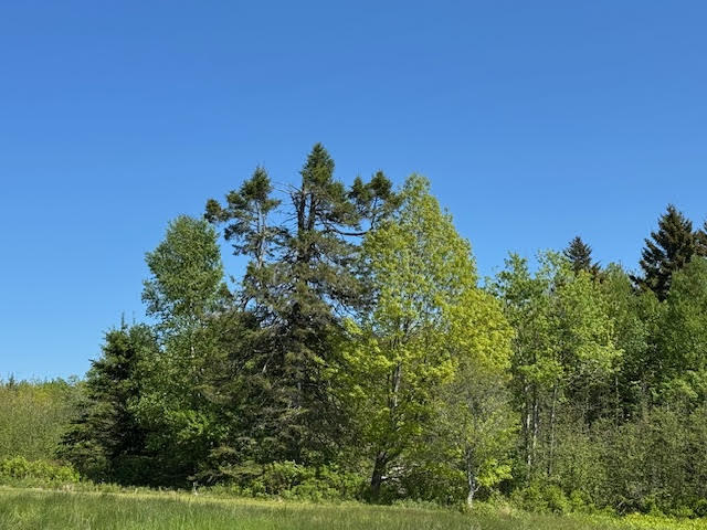 104 County Road Eastport, ME 04631 - Photo 4 of 13 unnamed-1 copy