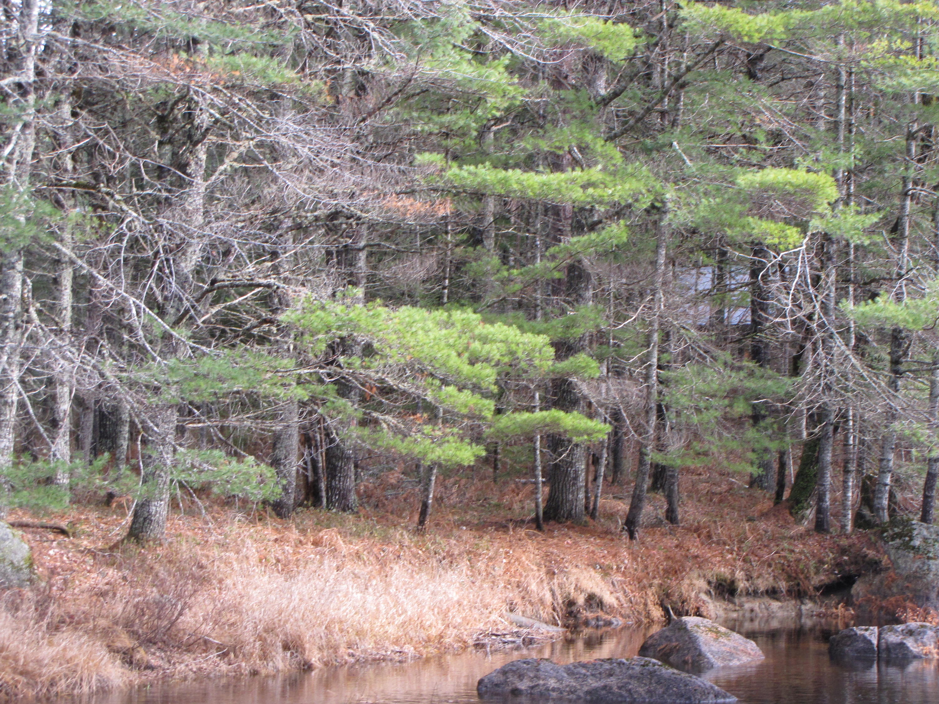 X X Off Ccc Road Machias, ME 04654 - Photo 15 of 57 IMG_1615